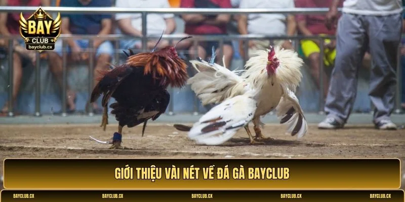 Đá gà Bayclub