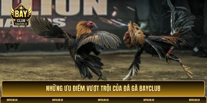 Đá gà Bayclub
