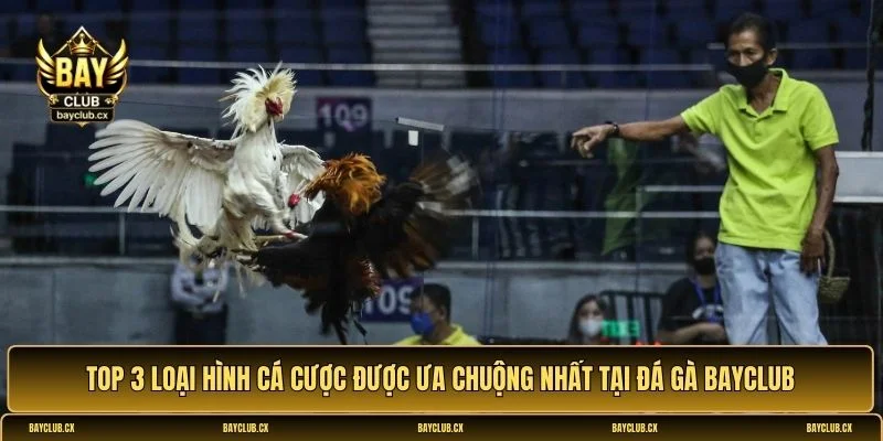 Đá gà Bayclub
